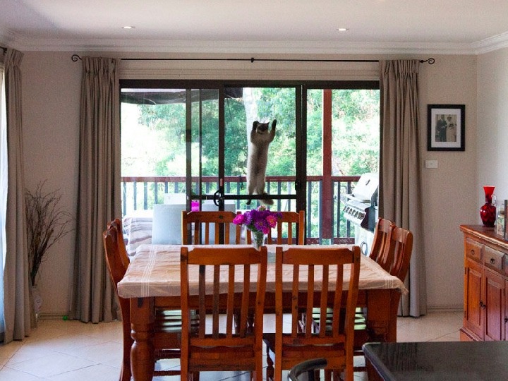 casas horribles, gato