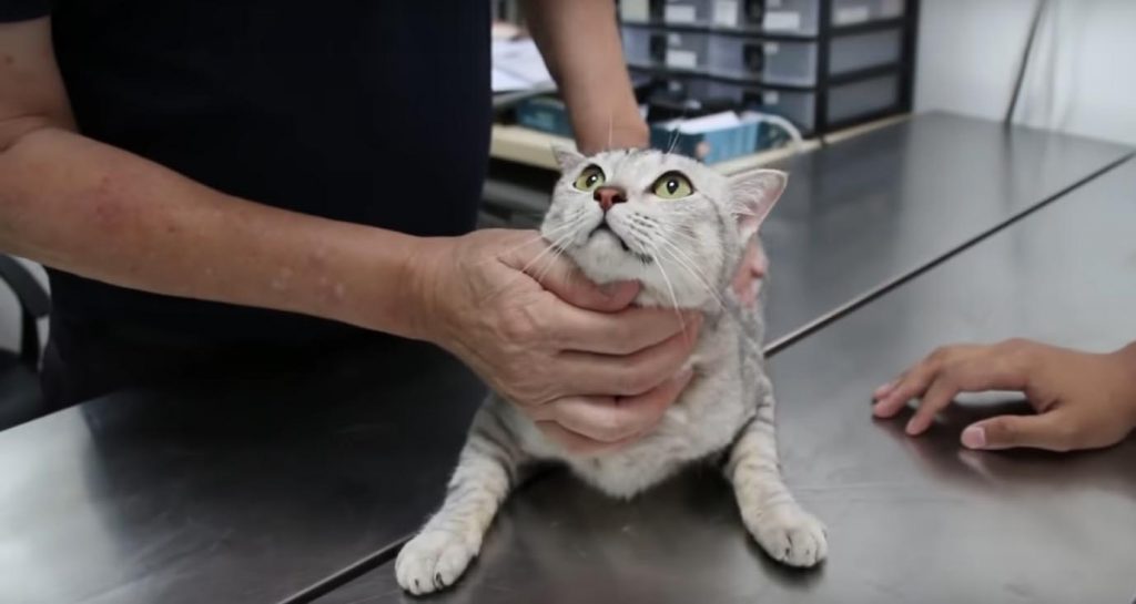 gatos, veterinario