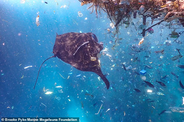 manta raya, alimentación