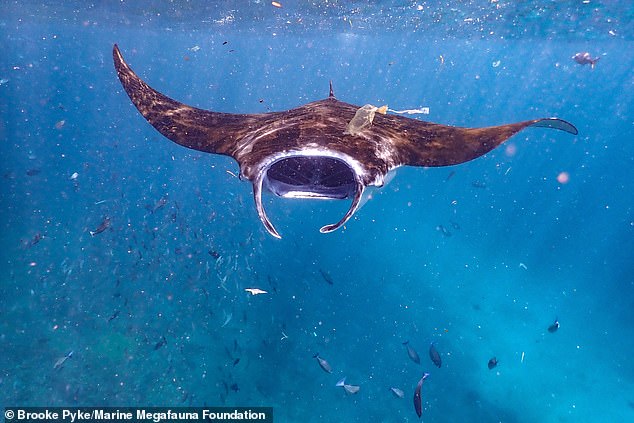 manta raya, suciedad