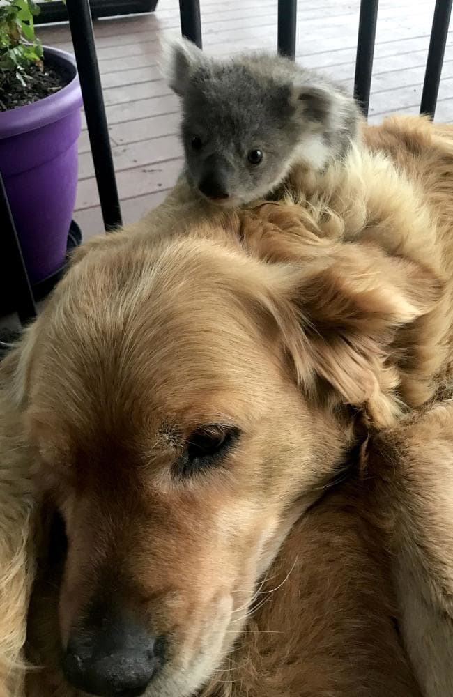 koala, asha, golden