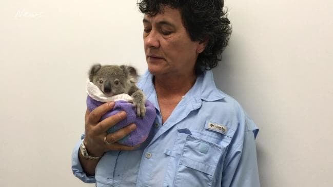rescate, bebé, koala