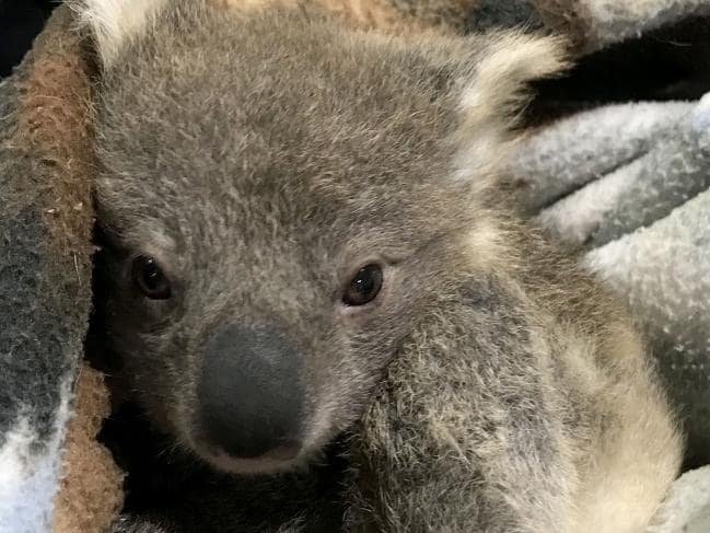 koala bebé