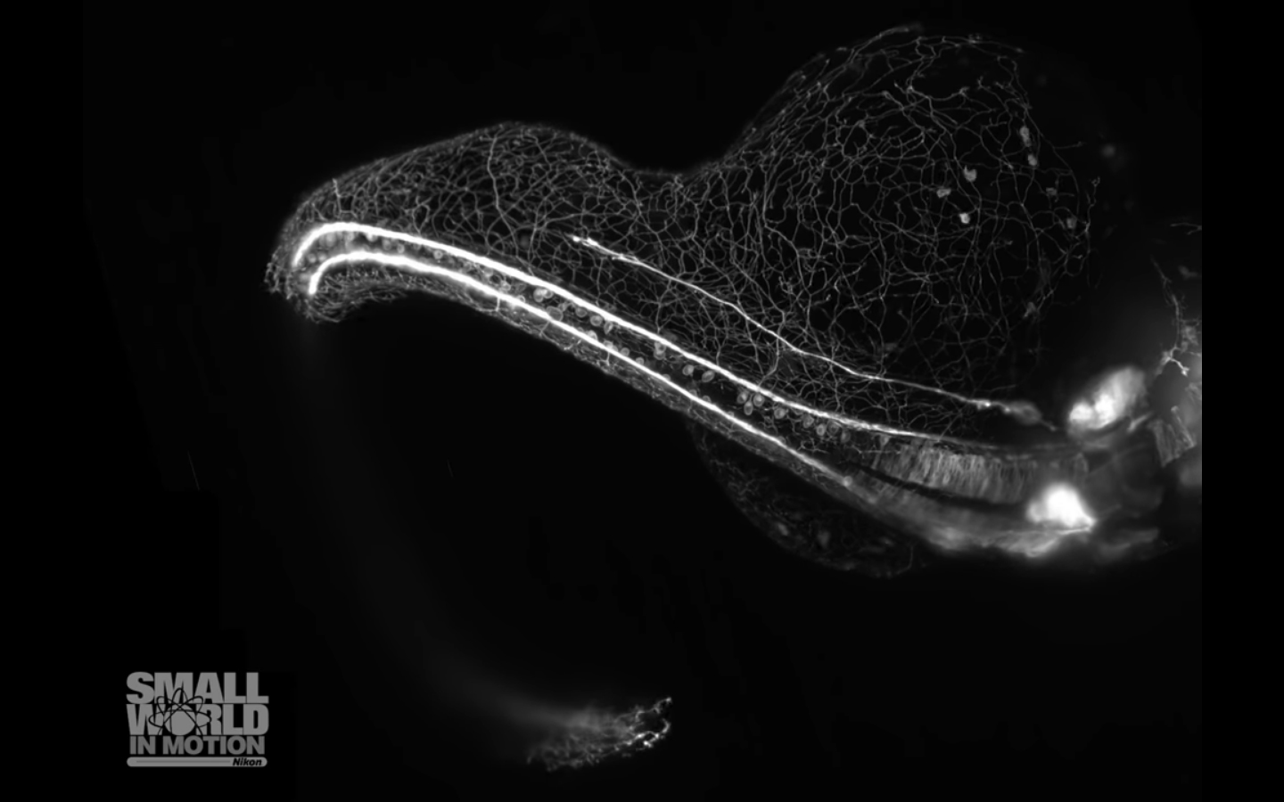 sistema nervioso, embrión, pez cebra